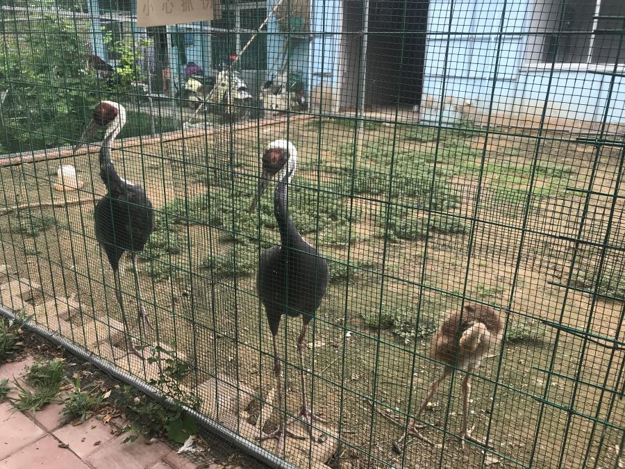 天鵝湖風(fēng)景區(qū)（泰山）速覽！(圖6)