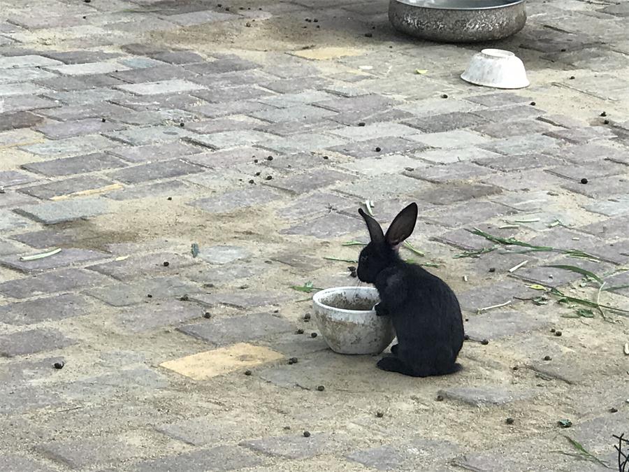 天鵝湖風(fēng)景區(qū)（泰山）速覽！(圖7)