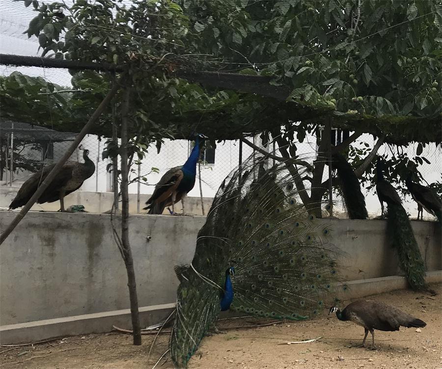 天鵝湖風(fēng)景區(qū)（泰山）速覽！(圖11)