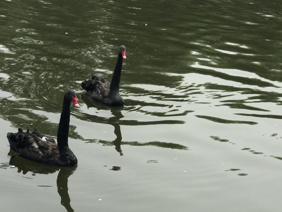 天鵝湖風(fēng)景區(qū)（泰山）速覽！(圖13)