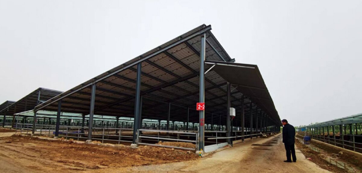 信橋鋼構(gòu)：打卡蒙陰農(nóng)業(yè)溫室大棚、青州黑牛養(yǎng)殖基地！(圖5)